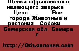 Щенки африканского нелающего зверька  › Цена ­ 35 000 - Все города Животные и растения » Собаки   . Самарская обл.,Самара г.